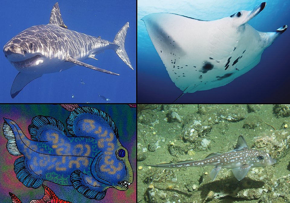 Abdelouahed Lagnaoui