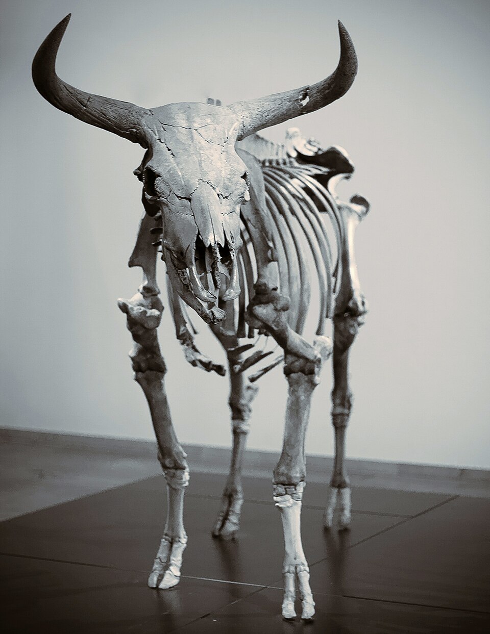 Africanus Dolo