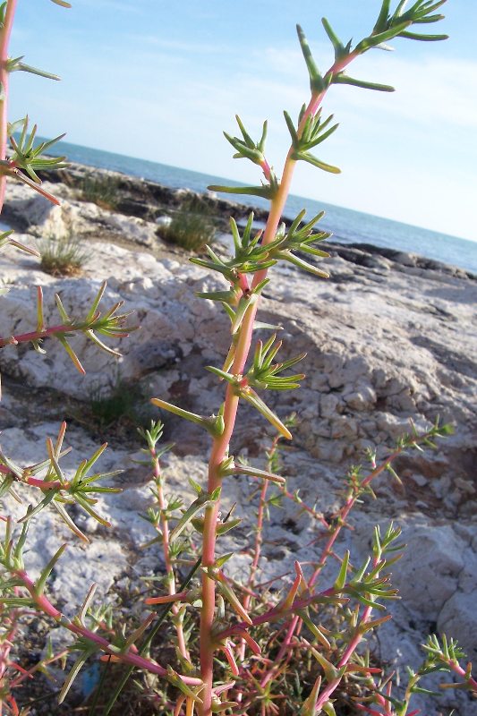 Agretti