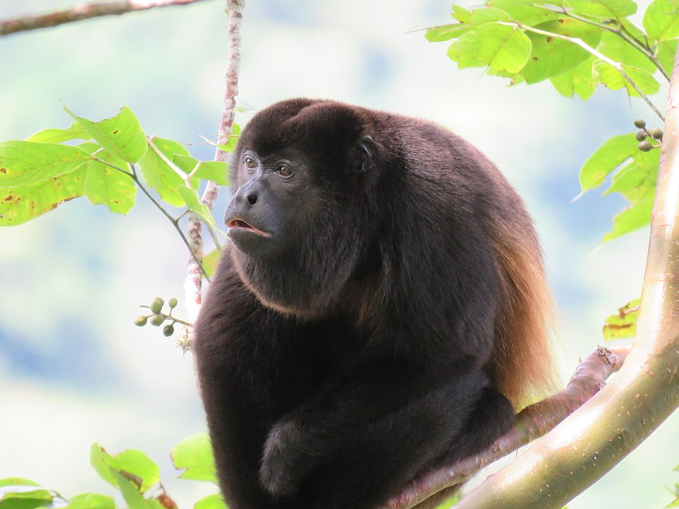 Alouatta palliata