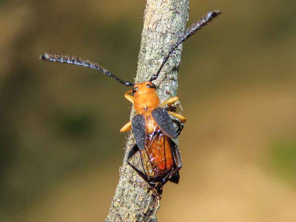 Amabilis Silva