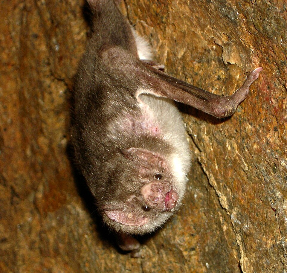 Antonio Bat