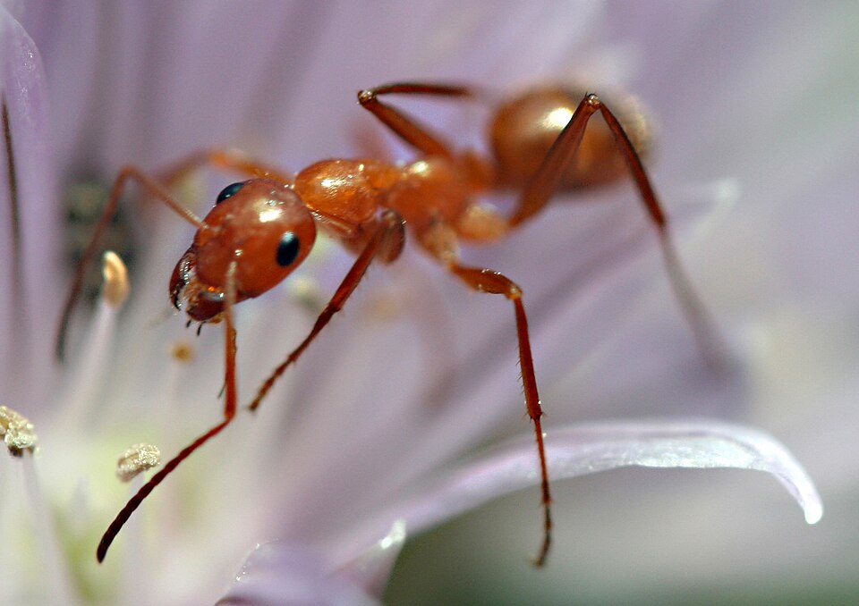 Ants Erik