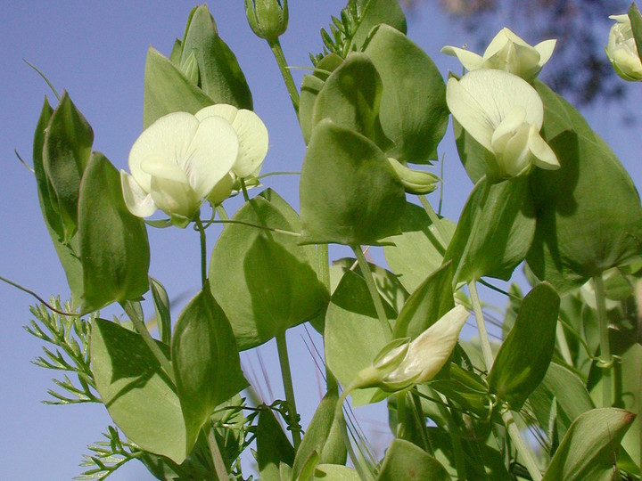 Aphaca