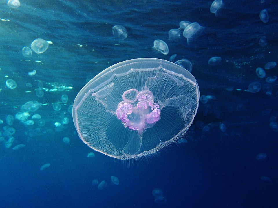 Aurélia Aurita