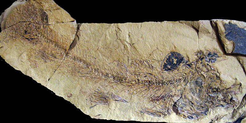 B. Kucinski