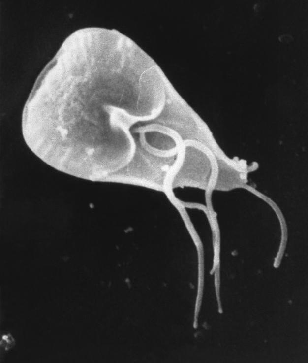 Barasa Mukhongo