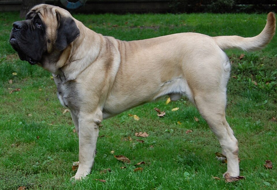 Bill Dogue