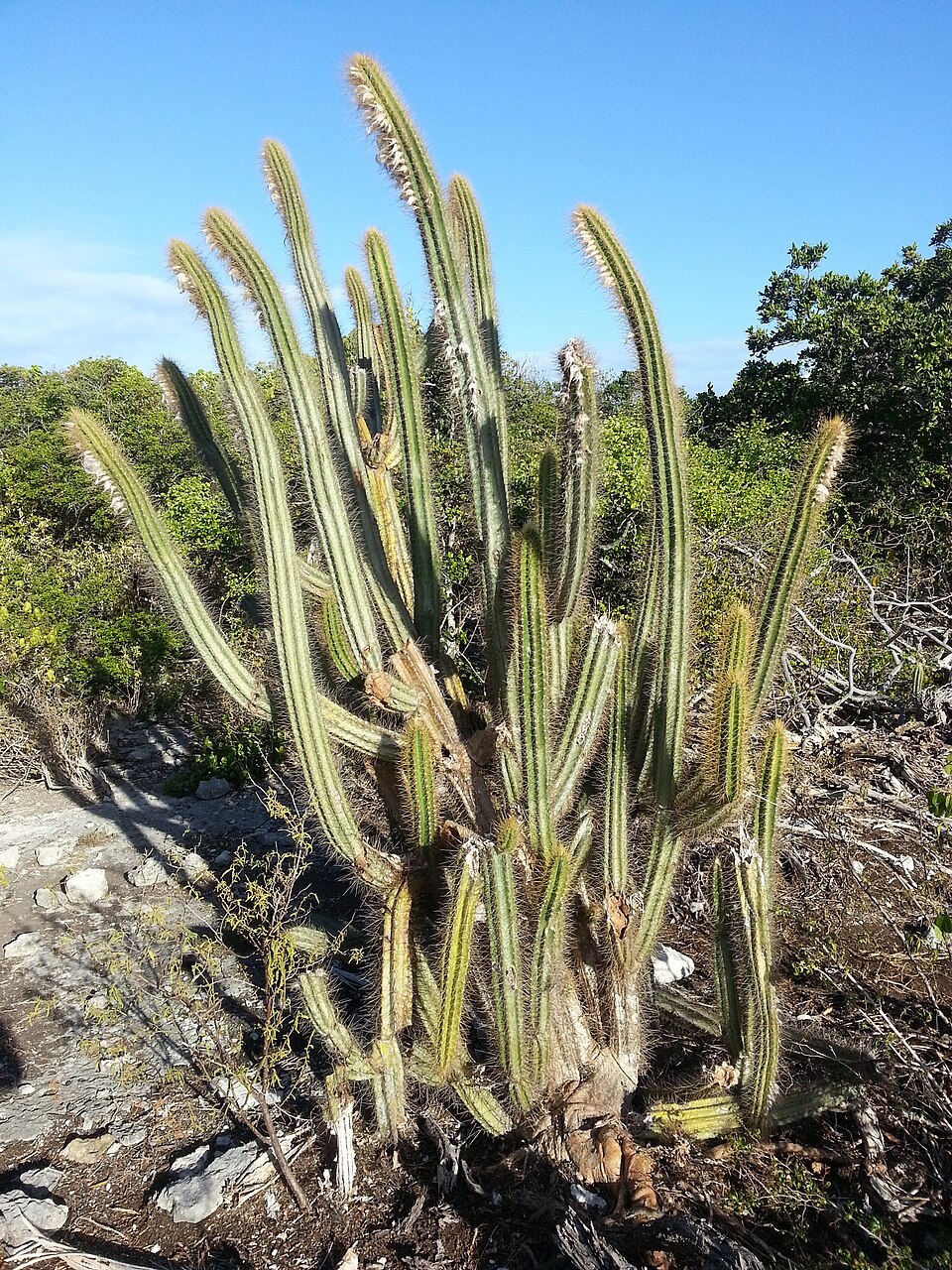Brígido Peguero