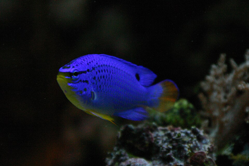 Cahyani