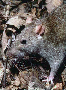 Cairi Mérida