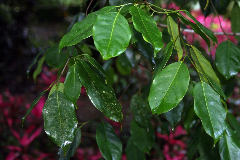 Caracolito