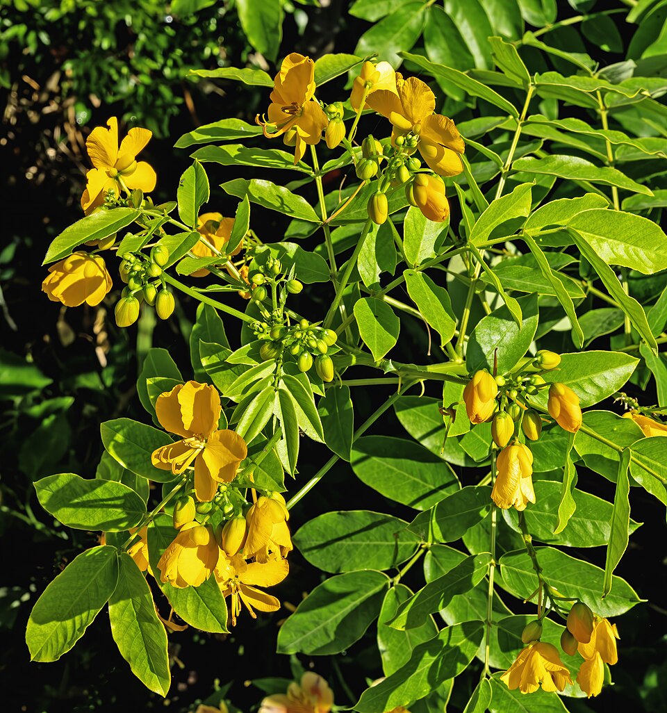 Carolina Senna