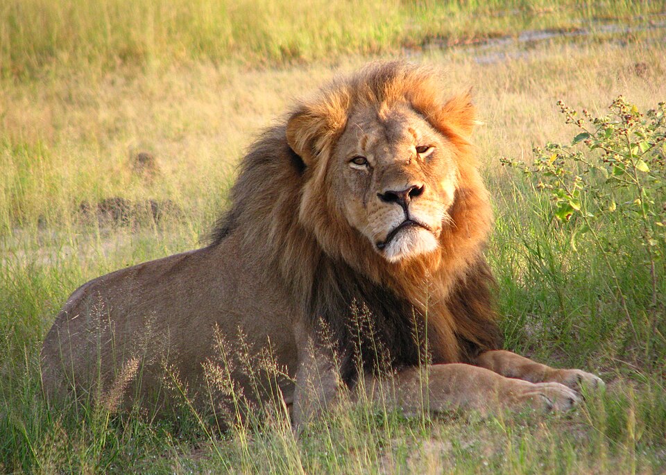 Cecil Lion