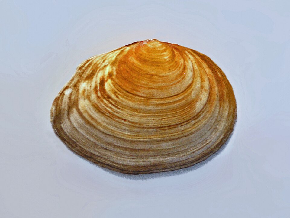 Charles-François Boudouresque