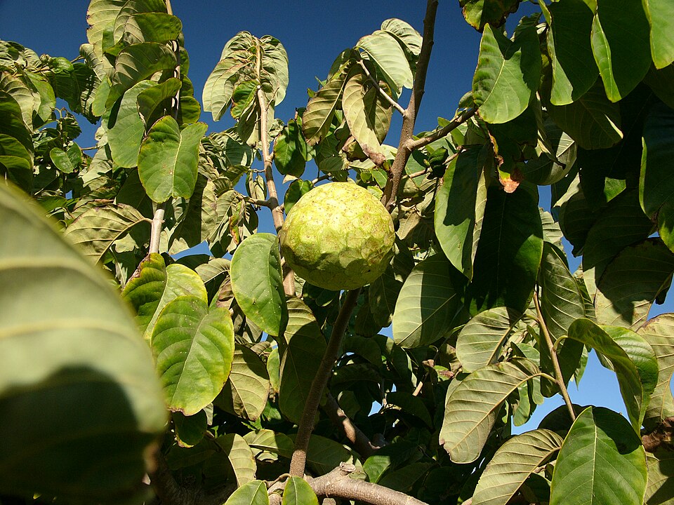 Chirimoya
