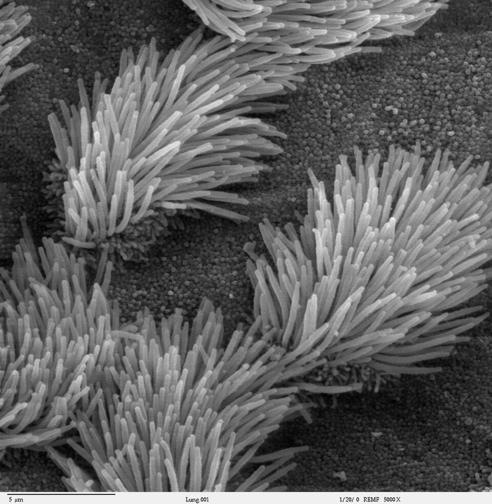 Cilia