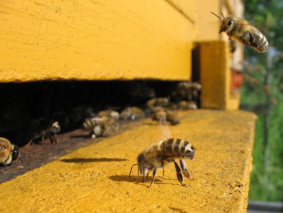 Colony of Bee