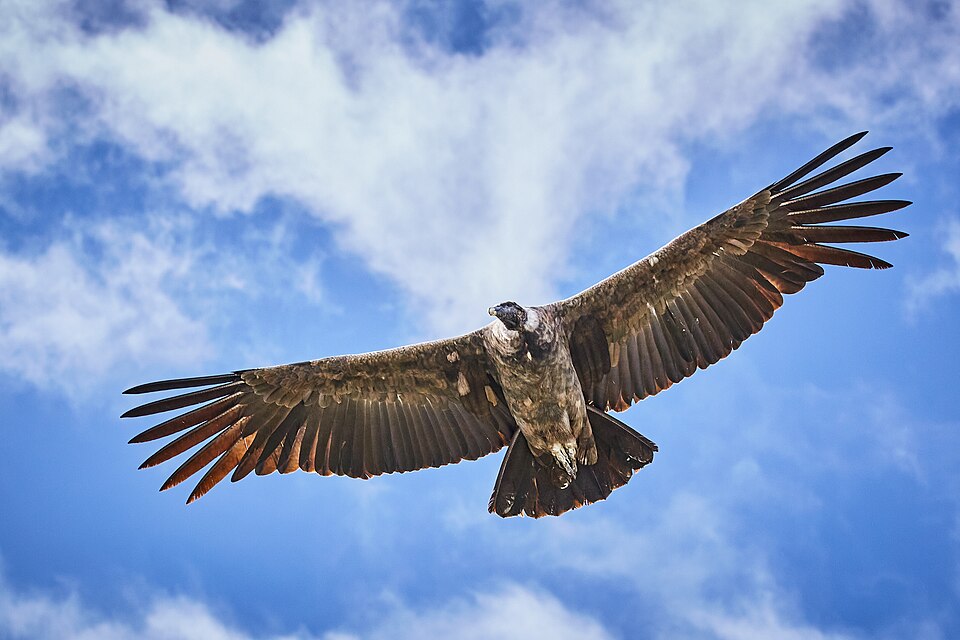 Condor