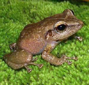 Coqui Handal