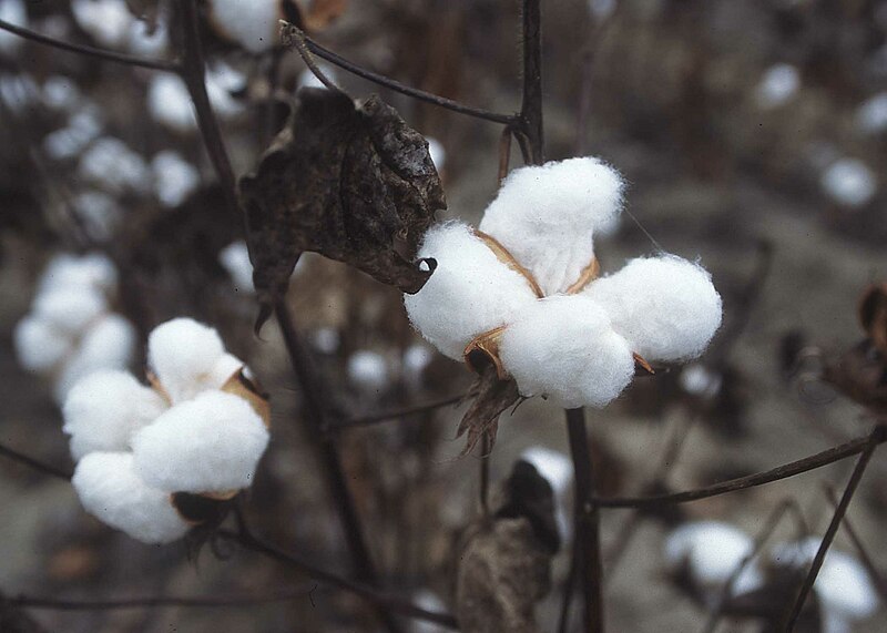 Cotton