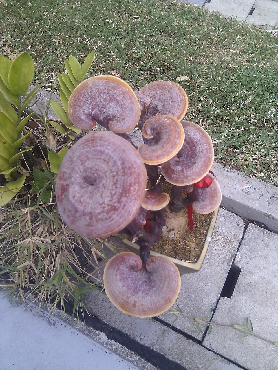 Dai Yajun