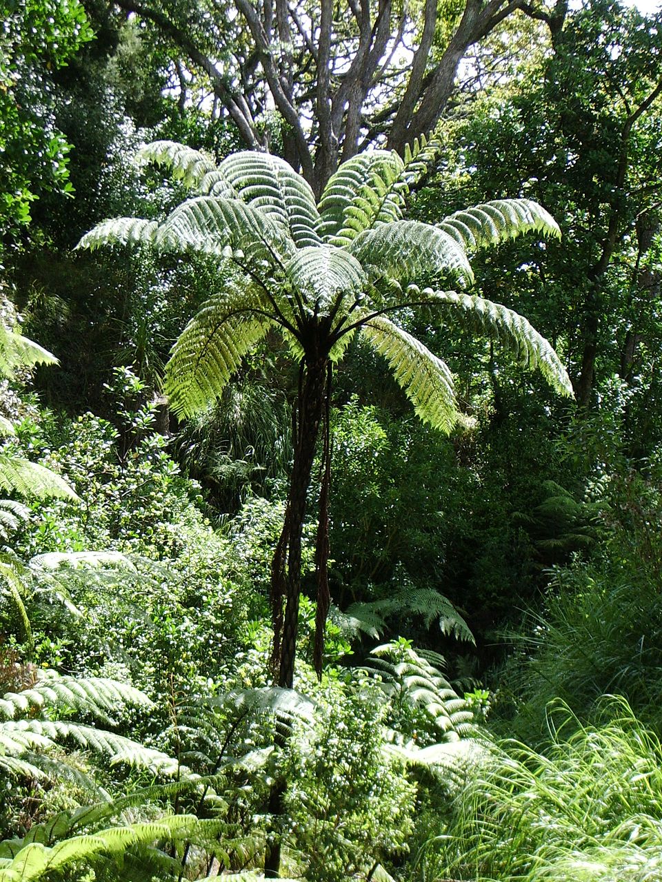 Daisy Ferns