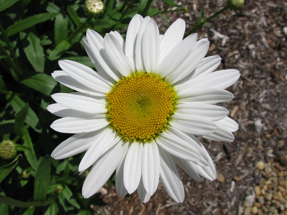 Daisy Luther