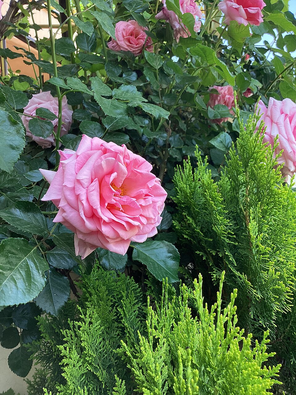 Damask Rose