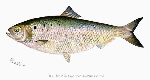 Daniel Bar Shad