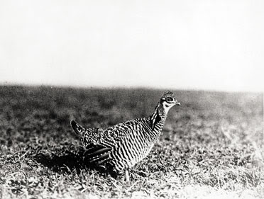 Daniel Hen