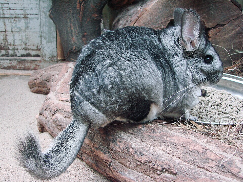David Chinchilla