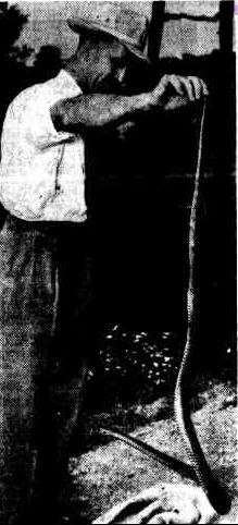 David Fleay