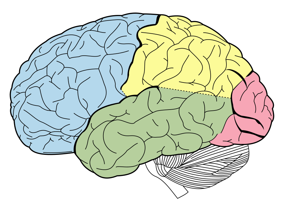 David Lobe