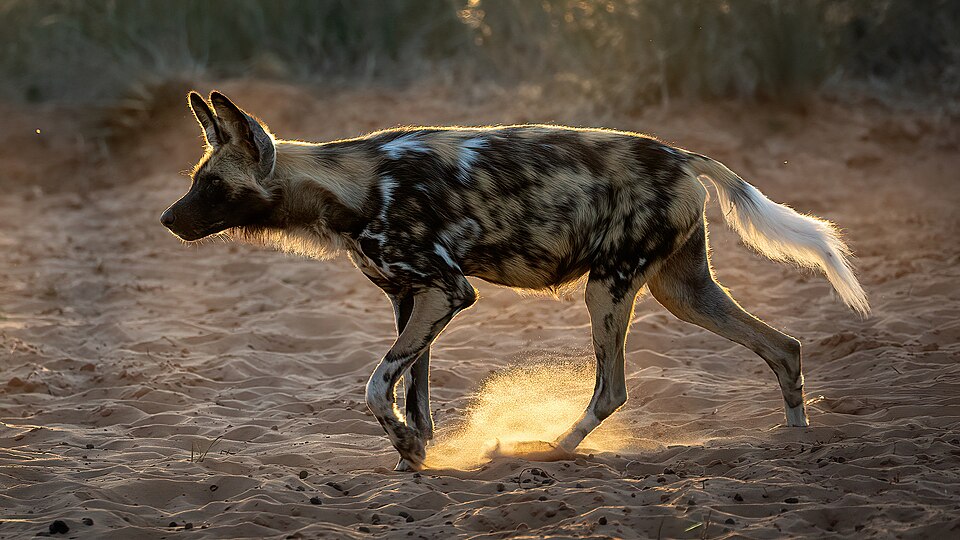 Dik Wolf