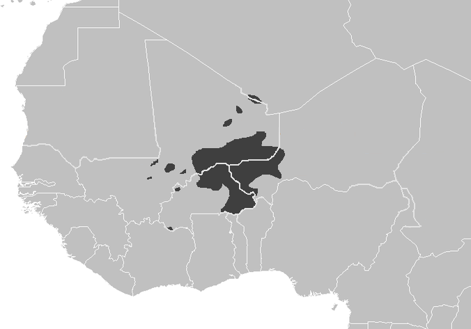Dr Amadou Dicko