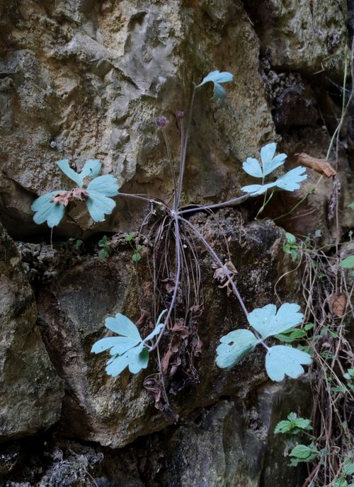 Drummond Augustine Leaf
