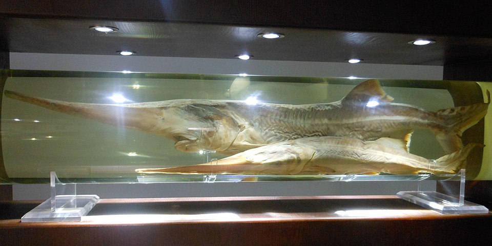 Du Hao
