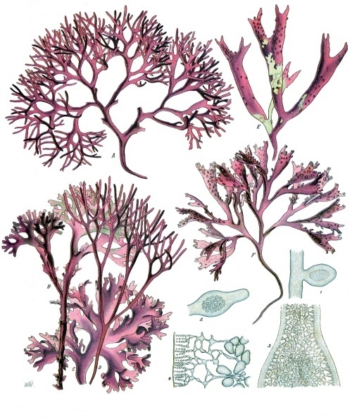 Dulse Leal