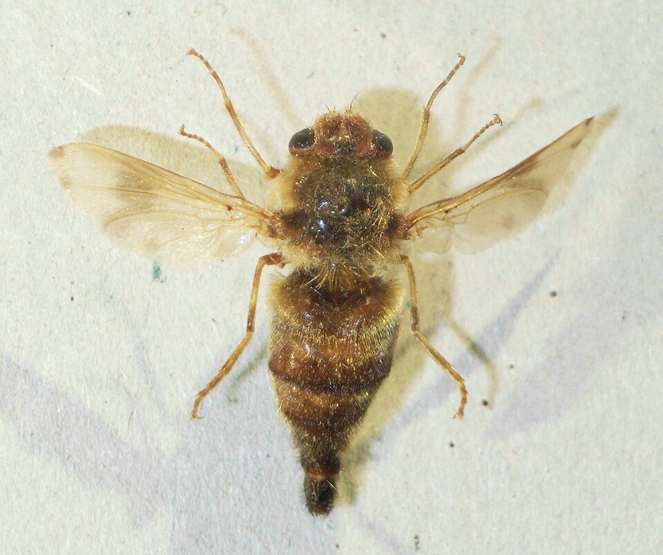 Eblate Mjingo