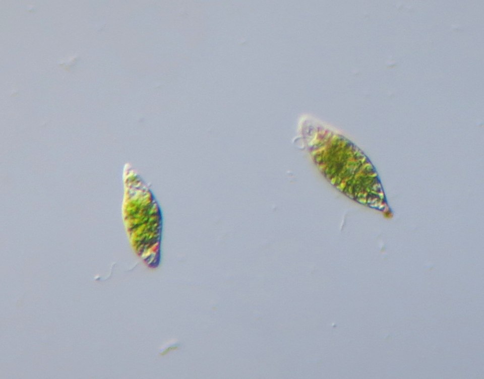 EugLena