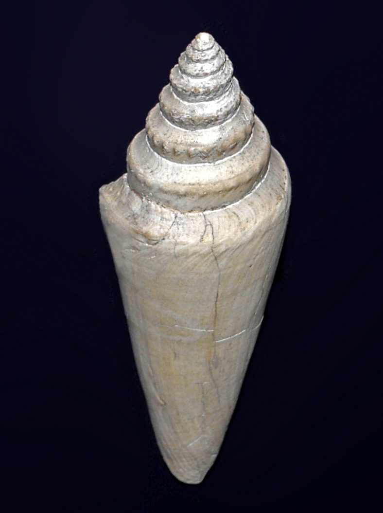 Euzones
