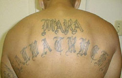 F.J. Ms