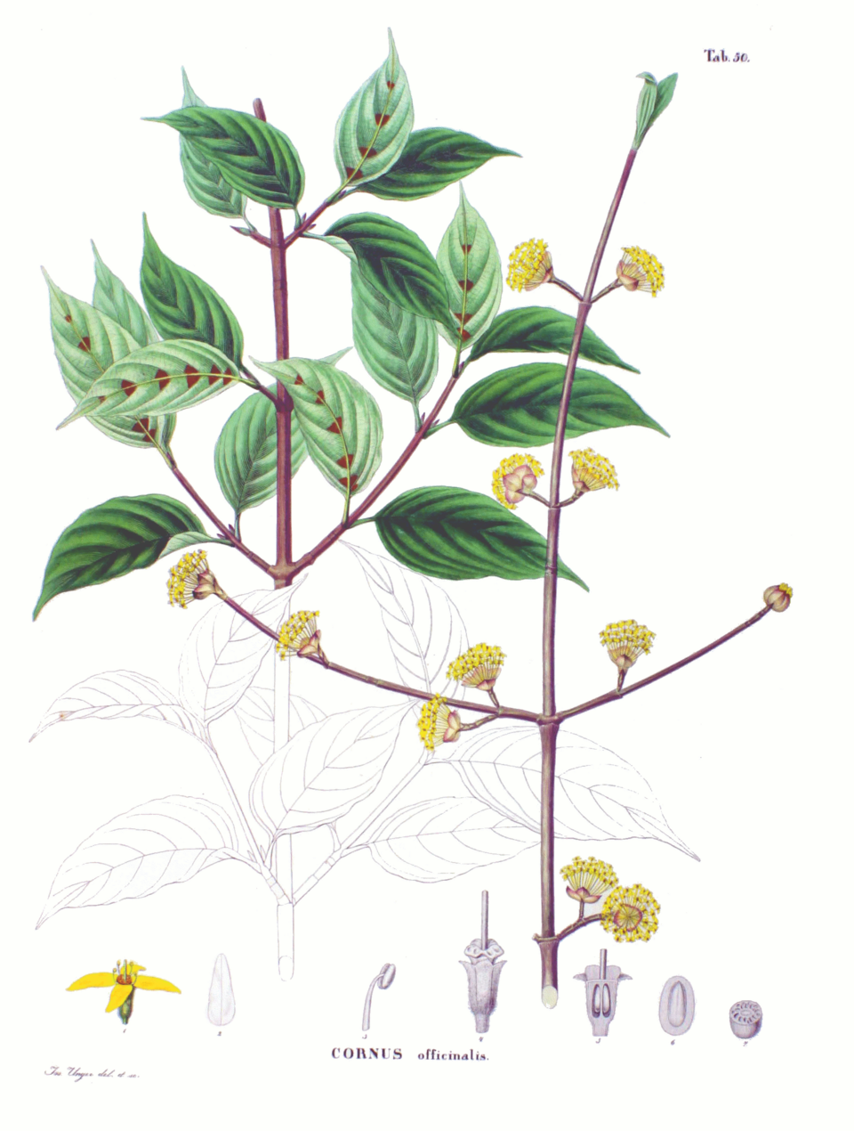 Fangda Wan