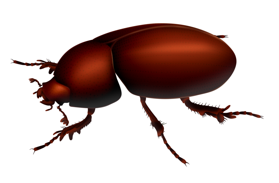 Federico West Ocampo