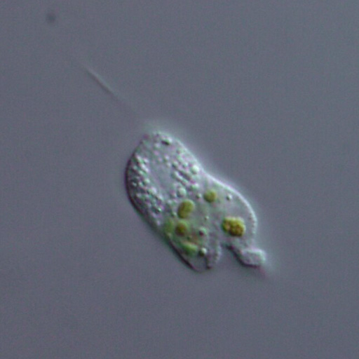 Filosa