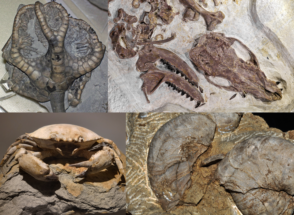 Fossil