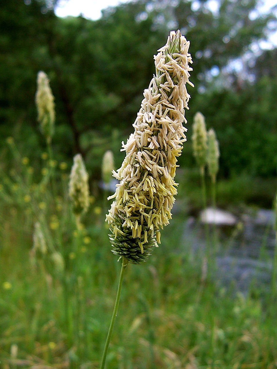 G. Grass