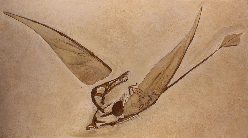 G. Munsteris