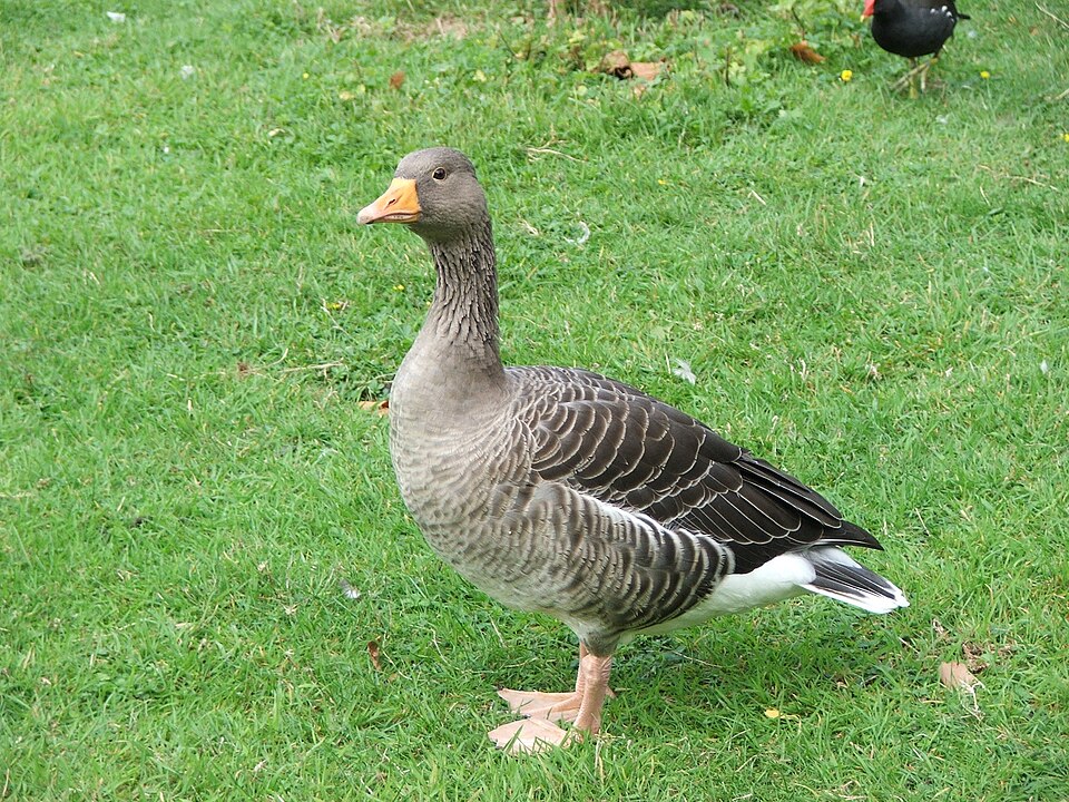 Geese
